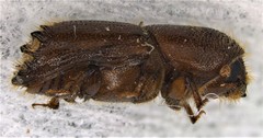 Ips grandicollis