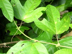 Passiflora choconiana