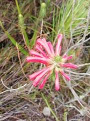 Erica abietina