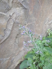 Teucrium orientale