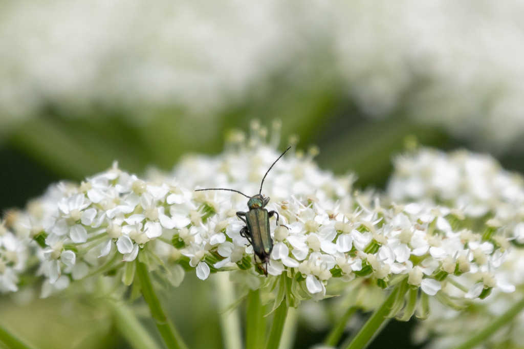 Anogcodes coarctatus