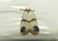 Thallarcha sparsana