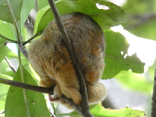 Cyclopes dorsalis