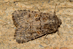 Spodoptera hipparis