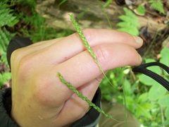 Media resource of Carex gracillima