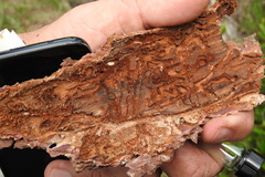 Ips grandicollis