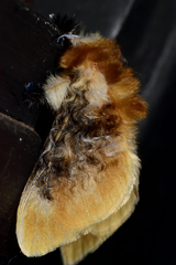 Megalopyge xanthopasa