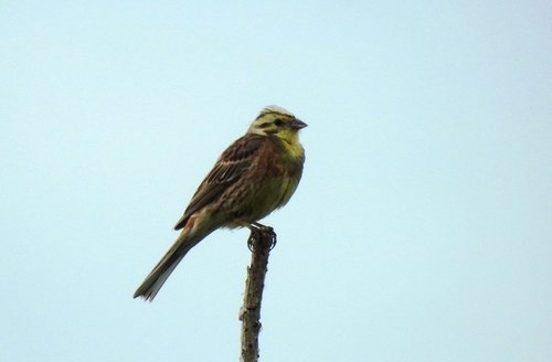 Yellowhammer × Pine Bunting
