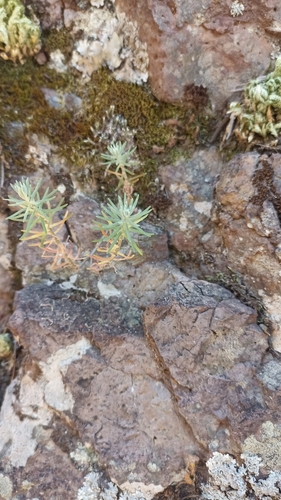 Sedum oxycoccoides