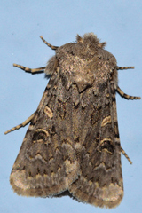Spodoptera hipparis