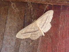 Idaea mediaria