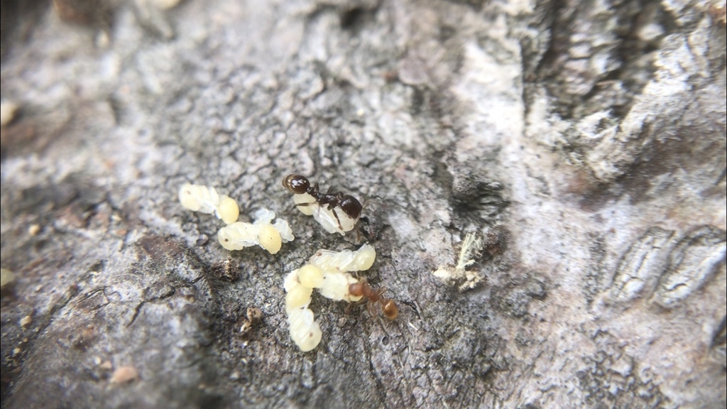Acorn Ants
