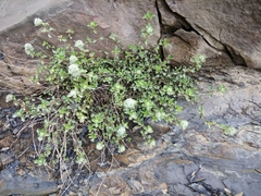 Ziziphora puschkinii