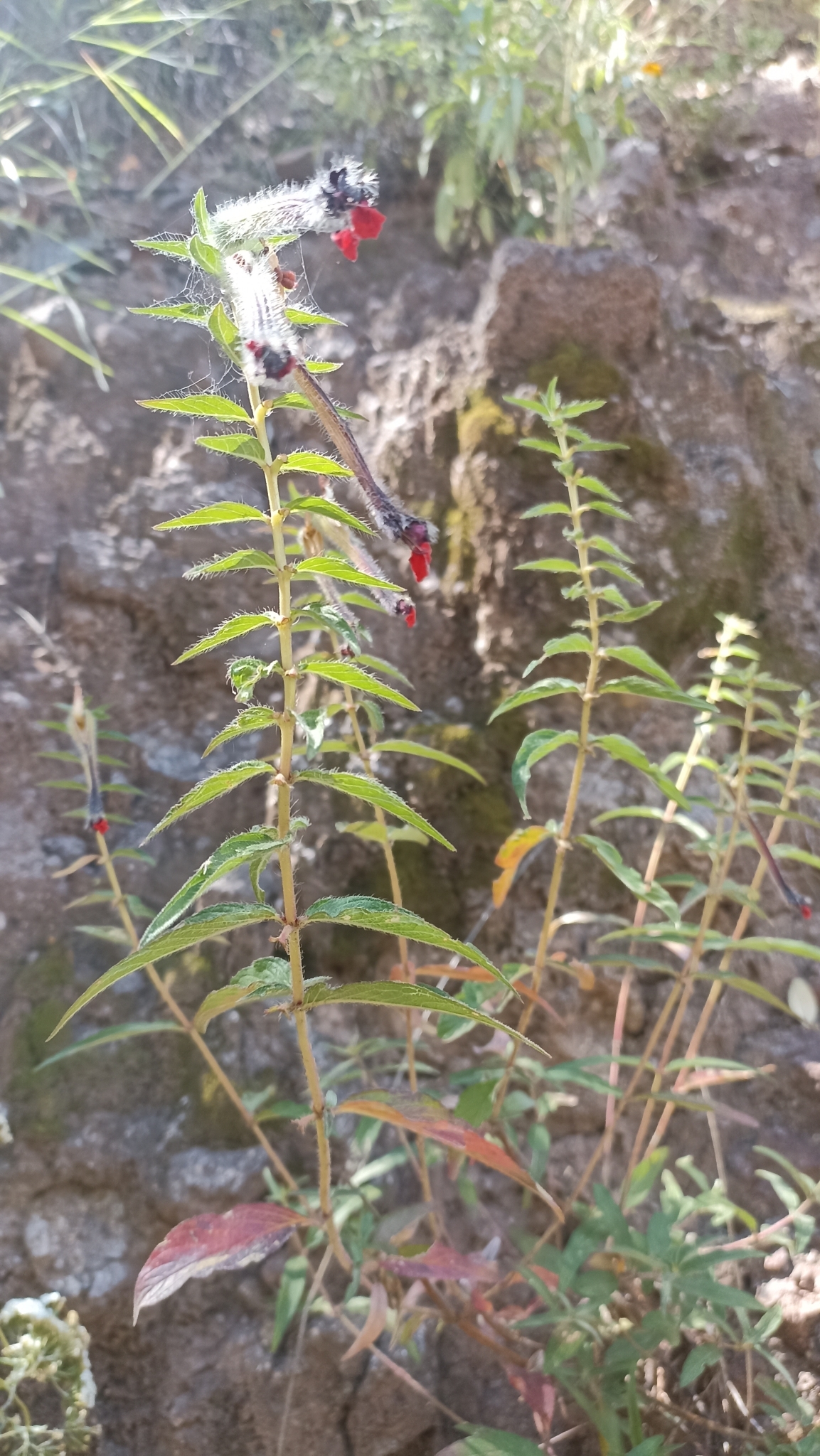 Bat-Faced Cuphea (Cuphea llavea)