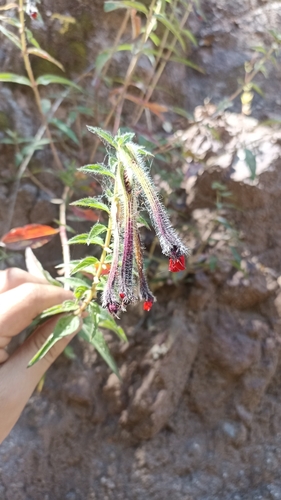 Cuphea llavea
