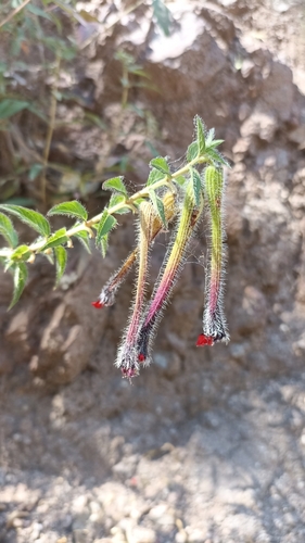 Cuphea llavea