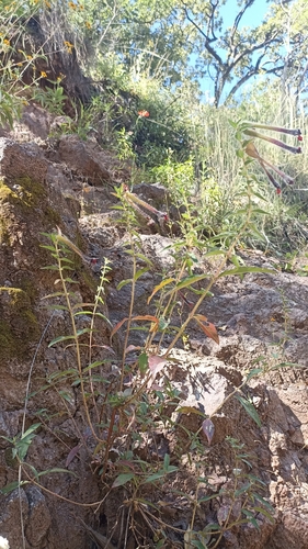 Cuphea llavea