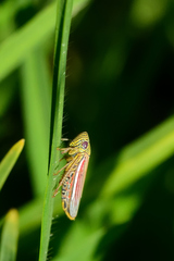 Apogonalia fraterna