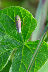 Apogonalia fraterna