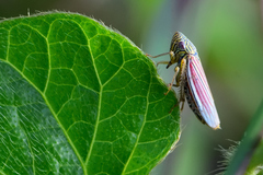 Apogonalia fraterna