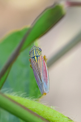 Apogonalia fraterna