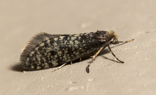 Siederia walshella