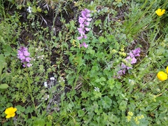 Polygala anatolica