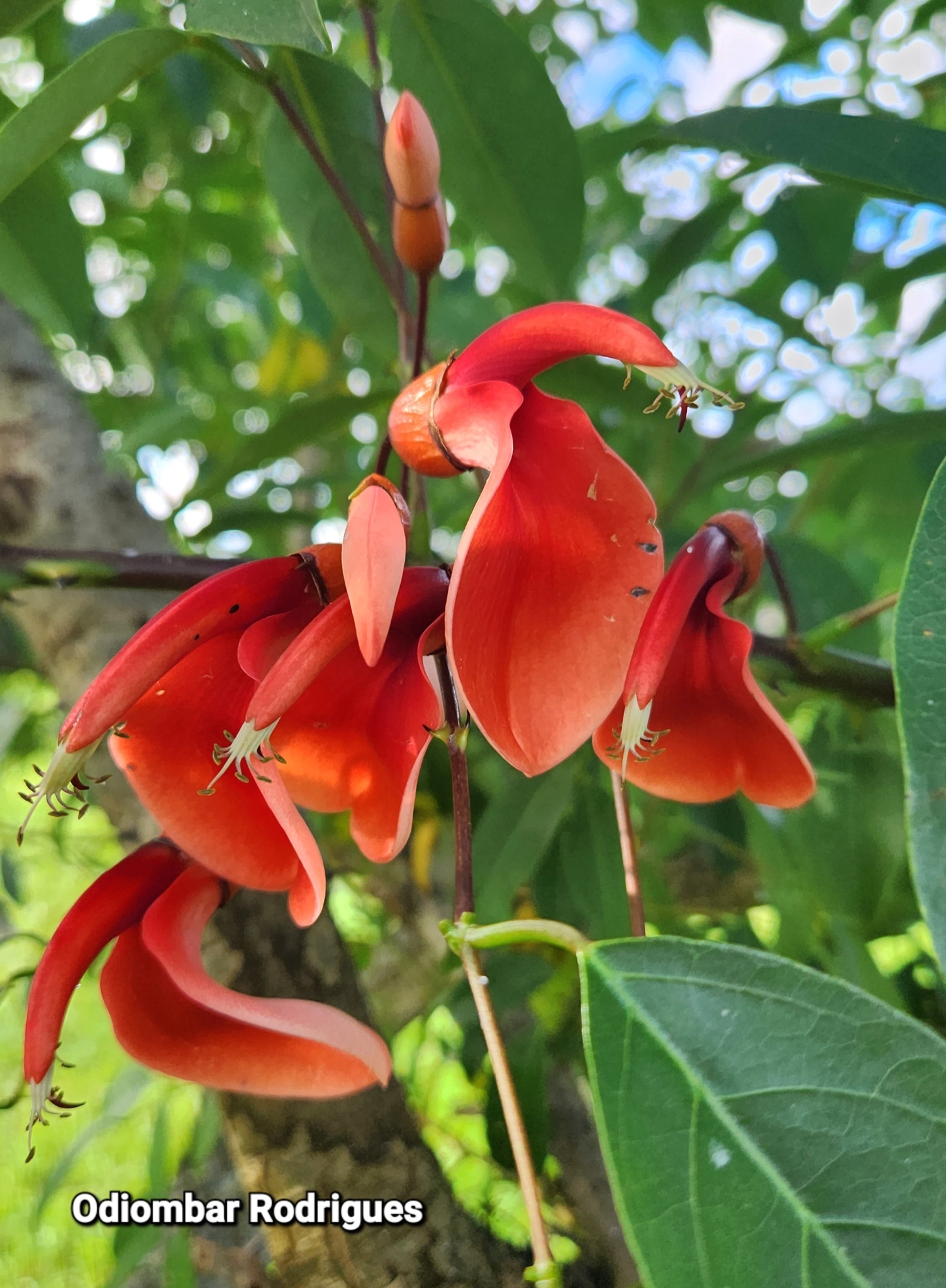 Erythrina crista-galli