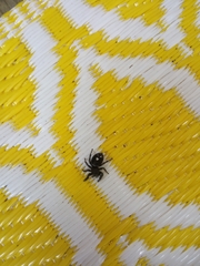 Phidippus audax