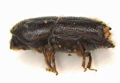 Ips calligraphus