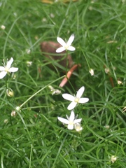 Moehringia muscosa