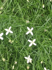 Moehringia muscosa