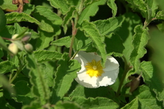 Cistus × hybridus