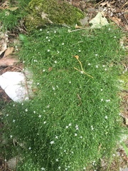 Moehringia muscosa