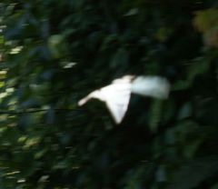 Protographium epidaus