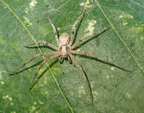Handsome Running Crab Spider