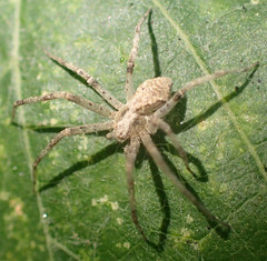 Philodromus speciosus