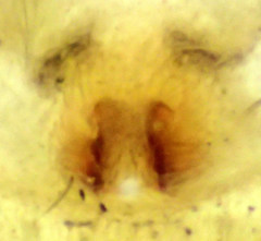 Philodromus speciosus