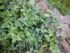 Trifolium ambiguum