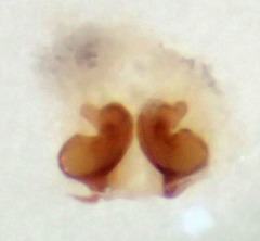 Philodromus speciosus