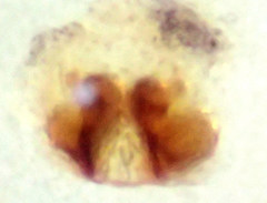 Philodromus speciosus