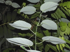 Passiflora lancetillensis