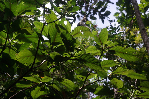 Psychotria pancheri observed 2021-03-29