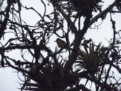 Myiarchus tuberculifer