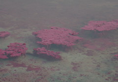 Thiohalocapsa halophila