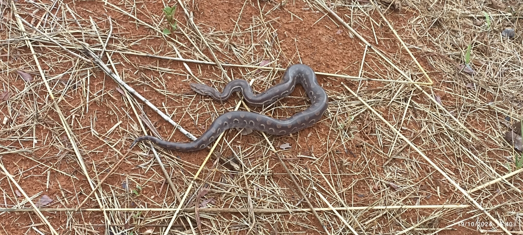 Eastern Rainbow Boa