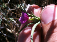 Clarkia purpurea