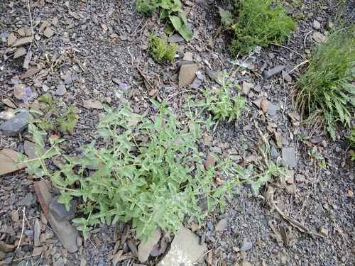 Nepeta cyanea