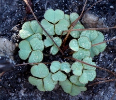 Oxalis ioeides