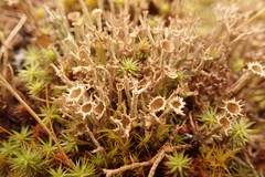 Cladonia crispata crispata